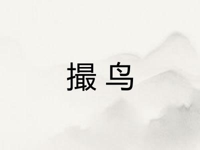 撮鸟 撮鸟