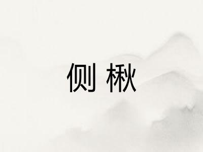 侧楸 侧楸
