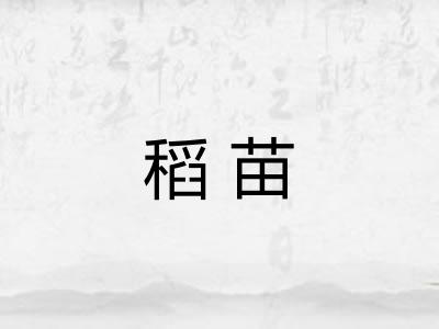 稻苗 稻苗