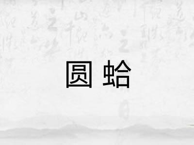 圆蛤 圆蛤