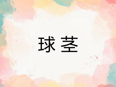 球茎 球茎