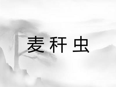 麦秆虫 麦秆虫