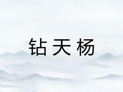 钻天杨
