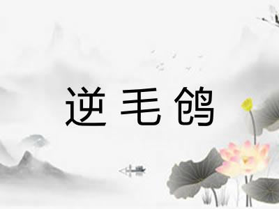 逆毛鸧