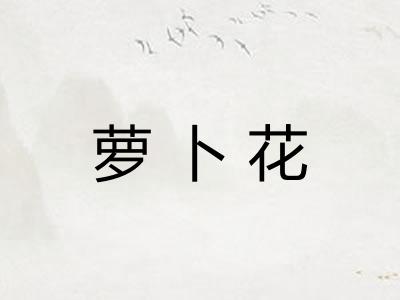 萝卜花 萝卜花