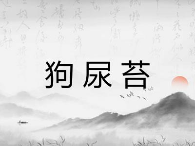 狗尿苔 狗尿苔